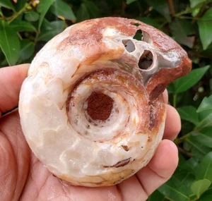 RARE ! 272 GR AMAZING FOSSIL PERMIAN AMMONITE CALCITE CRYSTAL TIMOR - Picture 1 of 12