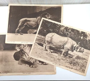 3 Zoo Animal Photos From 1919 by The Mentor Association: Lion, Rhino, Tiger - Picture 1 of 7