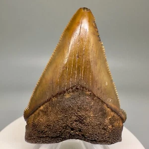 Rare location 2.26" Fossil CHUBUTENSIS Shark Tooth - NC Red Site - SCARCE!! - Picture 1 of 7