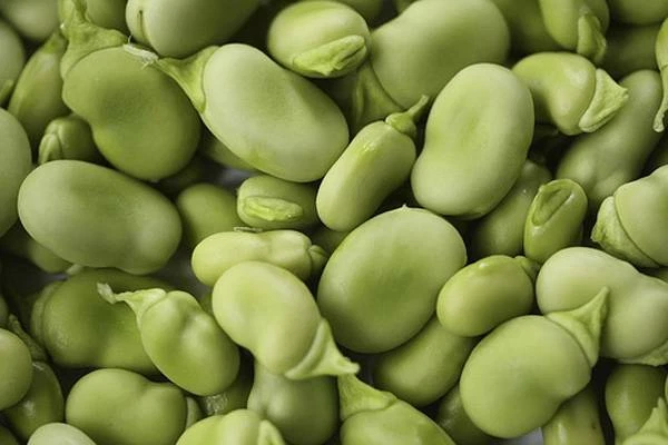 BEAN, FAVA LIMA BUSH, HEIRLOOM, 20+ SEEDS, NON-GMO, BUTTERY N HEALTY - Image 1 of 1