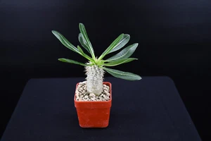 Pachypodium densiflorum (Apocynaceae) - Madagascar, Caudex - Imagen 1 de 3