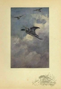 FALCONRY HAWKING A FLIGHT AT A AIRON STAMPA ANTICA A COLORI FALCON BIRDS SPORTING - Foto 1 di 1