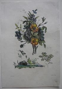 Clavel color orig grabado en cobre a color crayón Auvray a Naudet 1790  - Imagen 1 de 1