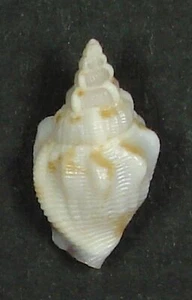 STROMBUS HELLI 17.69mm SUPER CHOICE RARE SPECIMEN off Makua, Oahu, HI - Picture 1 of 2