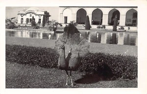 Pakistan - Peafowl - REAL PHOTO - Publ. unknown - Picture 1 of 2