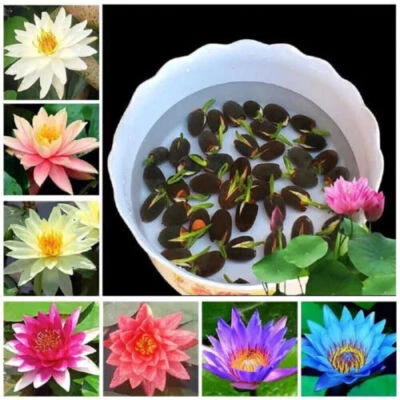 30x Seeds Lotus Mix Flowers Seed Hand-Picked Aquatic Plants Water Garden Lotus - Image 1 of 4