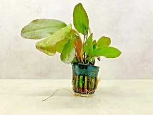 Echinodorus Ozelot Leopard Red LIVE Aquarium Tropical Plant Easy Beginner  - Picture 1 of 5