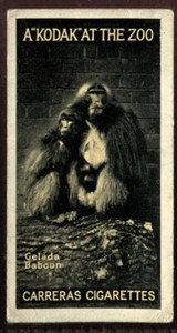 Tobacco Card, Carreras, KODAK AT THE ZOO, A Series, 1924, Gelada Baboon, #39