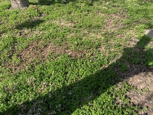 Ca. 30 Stück Waldmeister Pflanzen lose, im Feuchttuch eingeschlagen - Bild 1 von 8