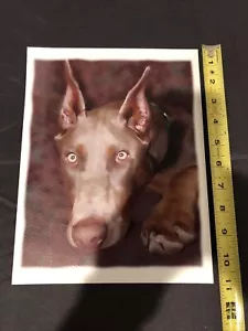 Fawn Doberman Pinscher Gifts | Home Decor - Picture 1 of 4