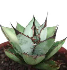 Agave titanota BLU & BLACK - OTEROI NO variegated variegate - Bild 1 von 3