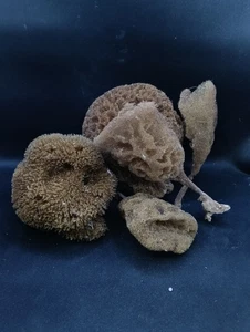 5 x natural sea sponge varieties. Decorative coastal nautical decor #14568 - Picture 1 of 3