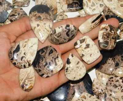 [WHOLESALE] NATURAL PLAM ROOT AGATE GOOD QUALITY GENUINE STONE FREE FORM LOT - Image 1 of 3