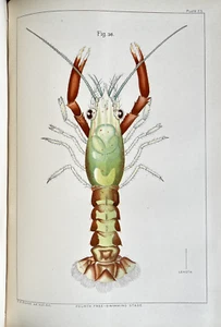 The AMERICAN LOBSTER A Study of its Habitats & Development by F.H. Herrick 1895 - Picture 1 of 24