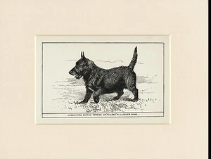 SCOTTISH TERRIER RARE ANTIQUE 1900 ENGRAVING NAMED DOG PRINT READY MOUNTED - Foto 1 di 1
