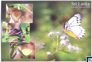 Sri Lanka Postcards, Butterflies, Wilpattu National Park, Unposted/Postcrossing - Picture 1 of 1