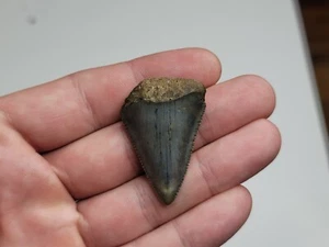 1.58" Fossil Great White Shark Tooth Ocean Serrated Florida - Picture 1 of 11