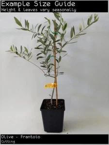 Olive - Frantoio Fruit Tree Plant - Picture 1 of 4
