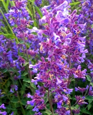 50 Semi Erba Lepre Nepeta Racemosa Persian catmint Trauben Katzenminze seeds