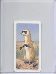 1970 Black Ferret National Wildlife In Danger Federation Card #14 Series 13 - Picture 1 of 2