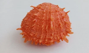 Golden Thorny Oyster Sea Shell for Curiosity Cabinet Taxidermy Collection - Picture 1 of 9