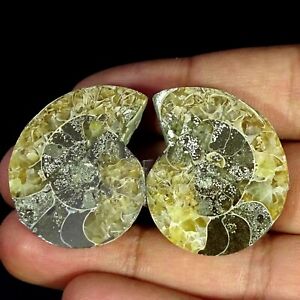 91.50 Cts Natural Ammonite Fossil Fancy Cabochon Pair Loose Gemstone 27X33X7MM