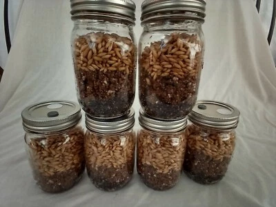 6 PINT Mushroom Jars READY ALL N 1 Sterilized Substrate Grain Grow Fast SHIP [A] - Image 1 of 3