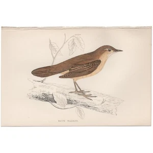 Morris antique bird print 1863 hand-colored engraving Plate 145 Savi's Warbler - Picture 1 of 3