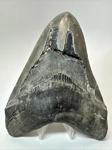 Megalodon Shark Tooth 6.07 inch - Massive - Serrated Fossil - Authentic 19169 - Picture 1 of 8