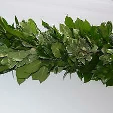 Variegate Pitt + Salal Garland / Wholesale / Grower Direct - Photo 1/2