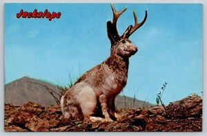 Postcard Wild Jackalope Antelope Jack Rabbit Antelabbitt c1960s Humor Unposted - Picture 1 of 2