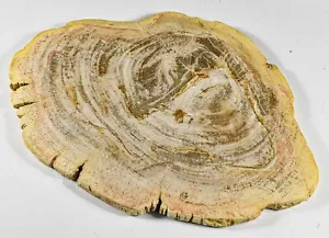 300mm 3.1LB Petrfied Wood Fossil Slab Natural Gemstone Crystal Mineral Indonesia - Picture 1 of 6