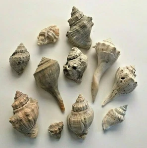 11 Pieces of Seashells Most Small Conch Beach Decor Crafts Aquarium - Picture 1 of 2