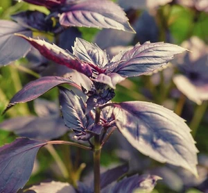 SAMEN Dark Opal blüht und duftet wunderbar in Ihrem Kräuterbeet für die Küche - Bild 1 von 1