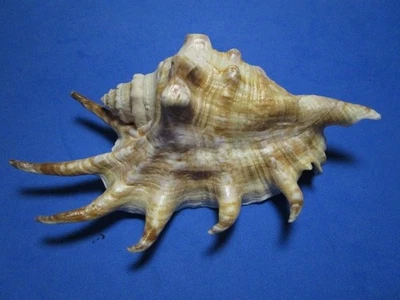 Lambis lambis (Linnaeus,1758) "GIANT BEAUTY!"  (144.0mm) - Image 1 of 4