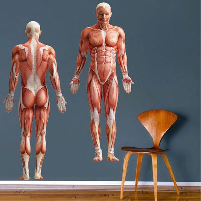 PRIME DECALS Human Body Wall Mural Decal Vinyl Doctor's Office Muscle Anatomy Wallpaper, c76