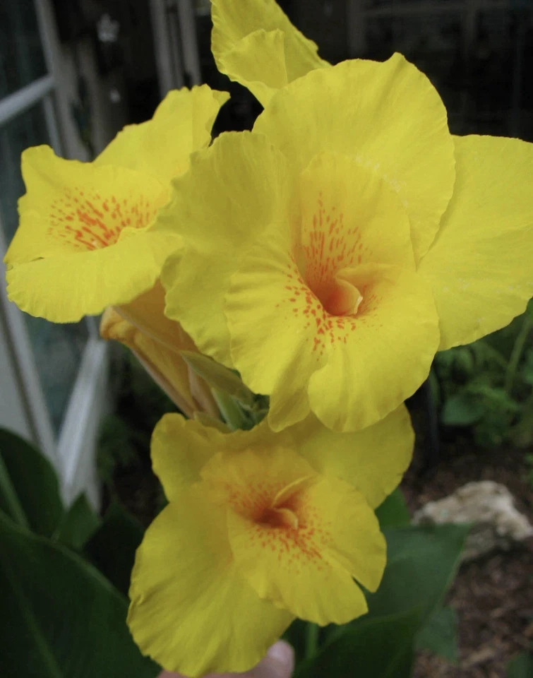 4 个灯泡 - Cana Lilly Bulbs 黄色 Cannas 橙色斑点喉咙 - 批量 4 件 — 第 1/3 张图片