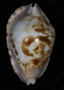CYPRAEA MARGINATA - Bild 1 von 4