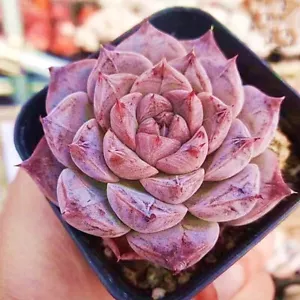 Echeveria Purple Large about 7cm diameter Succulent  - Picture 1 of 6