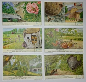 Tarjetas comerciales Liebig - "Nidos de insectos" - Juego completo de 6 - Bélgica/Francés - GC - Imagen 1 de 2
