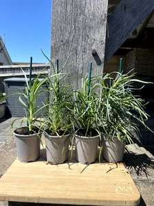 4 x Carnation Dianthus caryophyllus 9 Cm Pots Chabaud mixed in Hardy Perennial - Picture 1 of 2