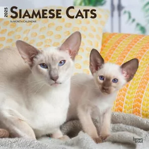 Siamese Cats | 2025 12x24" Monthly Square Wall Calendar | Plastic-Free - Picture 1 of 9