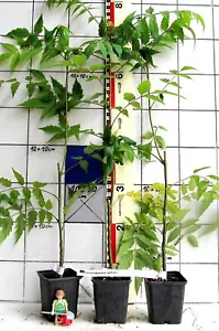 Choerospondias axillaris - seltener Baum aus Nepal / China / Japan - Bild 1 von 2