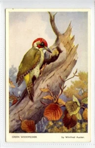 (KLj3007) Nature Series, Green Woodpecker, c1930 - Picture 1 of 2