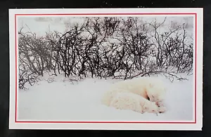 National Geographic Postcard. Polar bears sleep in a frozen marsh at Hudson Bay - Picture 1 of 2