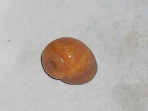 LITTORINA OBTUSATA SPECIAL ORANGE - Picture 1 of 2