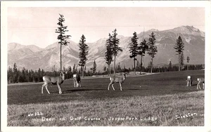 RPPC Deer on Golf Course Jasper Park Lodge Alberta BC Canada 1950 Postcard - Picture 1 of 2