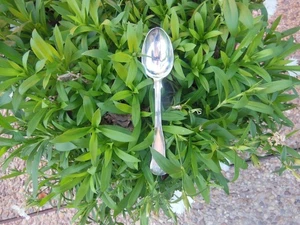 Monogrammed "WGB" English Sterling Hallmarked Teaspoon 5 3/4" 3 grams/1 oz - Picture 1 of 8
