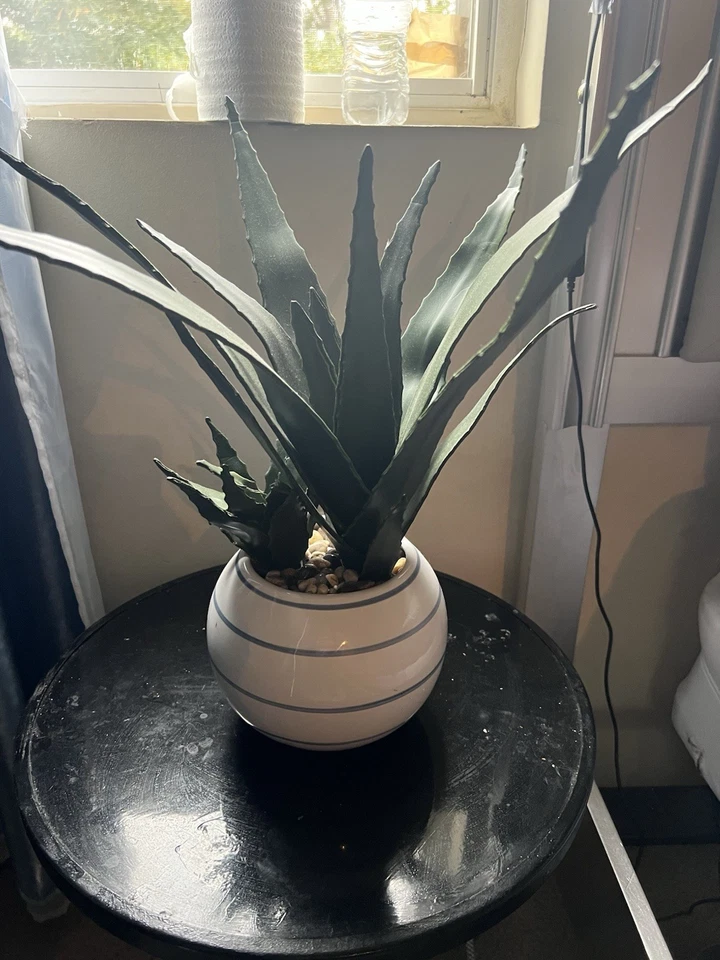 Spiderplant  | Live Indoor  & Outdoor plant in 3" Pot - Image 1 of 1