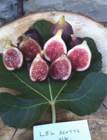 Fig tree cutting- LSU Scotts Black 